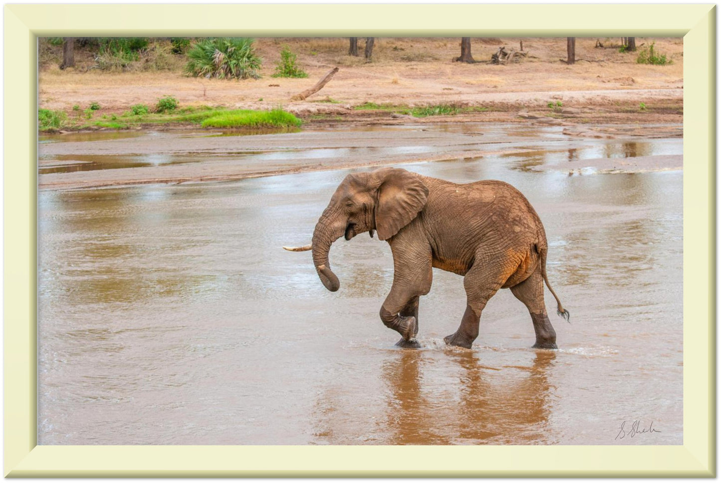 Gold framed elephant photo of a red african elephant crossing a river with a little smirk. 