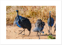 Load image into Gallery viewer, Three Vulturine Guinea Fowls
