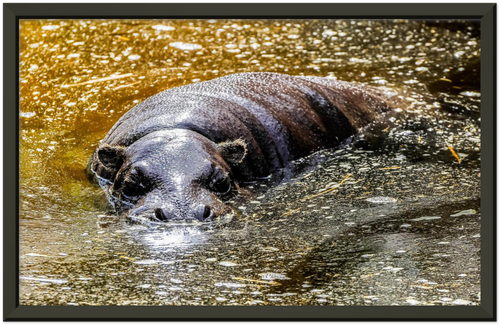 Black framed photographic pring of a pygmy hippo bathing in golden sun lit water. 
