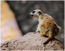 Load image into Gallery viewer, Meercat matte poster from the african wildlife collection by Sharasaur Photography
